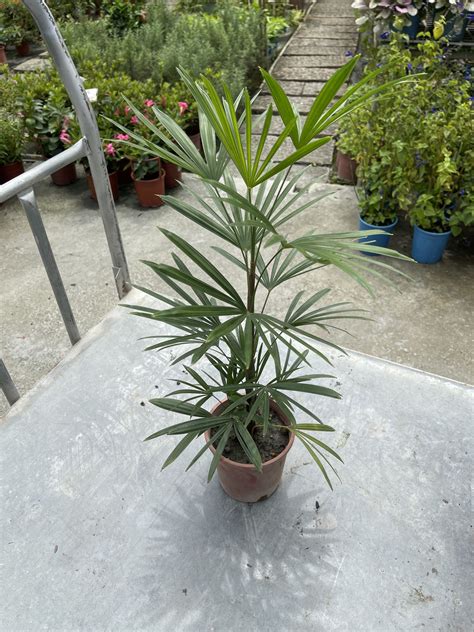 細葉棕櫚竹